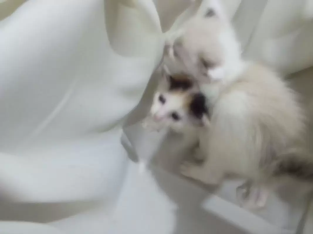 $10.00 Gatos en el salvador | gatitas siamesas mininas buscan hogar