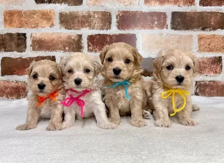 $300.00 Perros en el salvador | cachorritos maltipoo miniatura